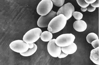 diArk | species_list | Kluyveromyces diArk | species_list | Kluyveromyces