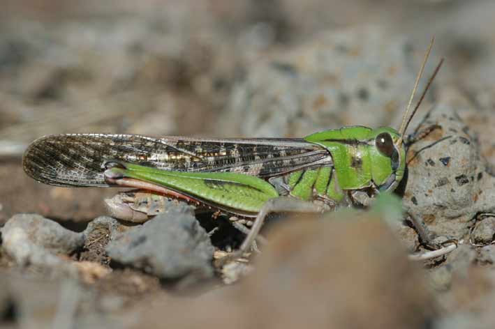 Locusta migratoria manilensis - Wikipedia