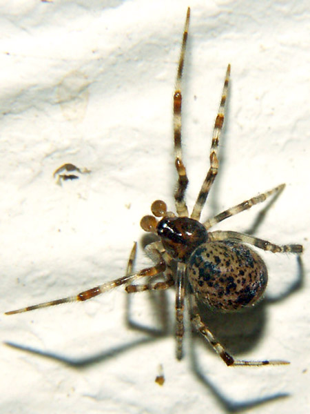 Parasteatoda tepidariorum - Wikipedia