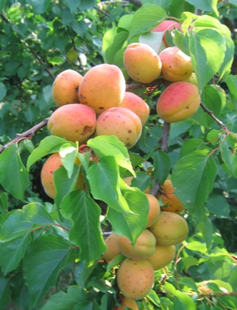 Prunus armeniaca - Wikipedia