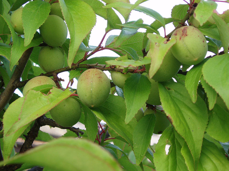 Prunus armeniaca - Wikipedia