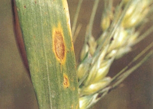 Helmintosporioza graului - Helminthosporium tritici repentis - Helminthosporium sativum